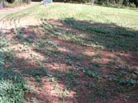 Deer love Cooper Seeds! (Hancock Cty Ga.) Crabapple Hunt Club